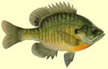 bream